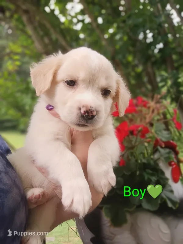 Owen – Labrador Retriever, English Cream Golden Retriever puppy for sale in Gray, TN
