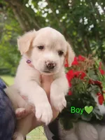 Owen, a male Labrador Retriever and English Cream Golden Retriever for sale in Gray, TN – 1 of 6
