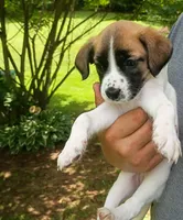 Daisy , a female Bernese Mountain Dog and Labrador Retriever for sale in Gray, TN – 6 of 9