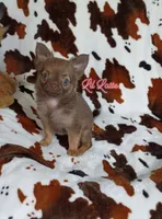 Lil Latte AKC, a female Chihuahua for sale in Gray, TN – 1 of 10