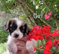Penelope , a female Bernese Mountain Dog and Labrador Retriever for sale in Gray, TN – 2 of 8