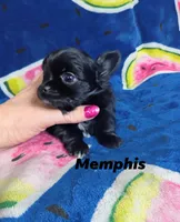 Memphis , a male Chihuahua for sale in Gray, TN – 6 of 7