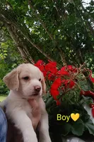 Oliver , a male Bernese Mountain Dog and Labrador Retriever for sale in Gray, TN – 3 of 8