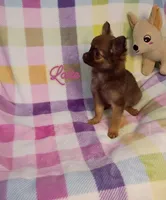 Latte 3.5lb AKC , a female Chihuahua for sale in Gray, TN – 7 of 9