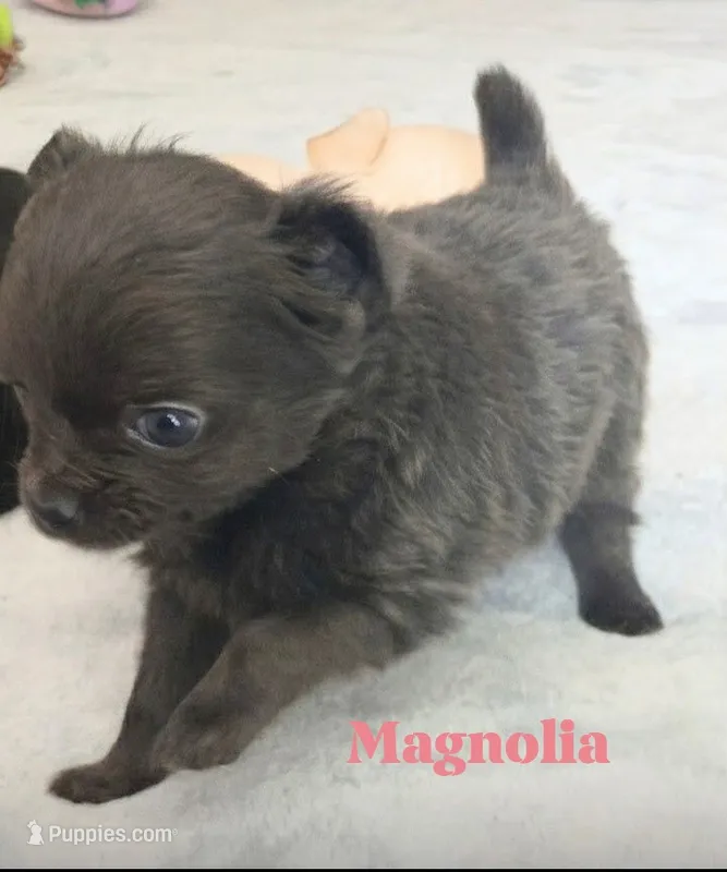 Magnolia AKC 3.5lbs – Chihuahua puppy on hold in Gray, TN