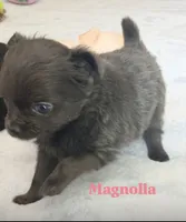 Magnolia 3.5lbs, a female Chihuahua for sale in Gray, TN – 2 of 8