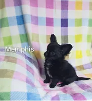 Memphis AKC, a male Chihuahua for sale in Gray, TN – 2 of 10