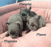 Magnolia 3.5lbs, a female Chihuahua for sale in Gray, TN – 8 of 8