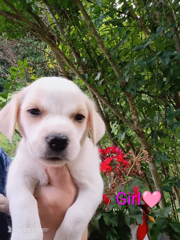 Lily – Labrador Retriever, English Cream Golden Retriever puppy for sale in Gray, TN