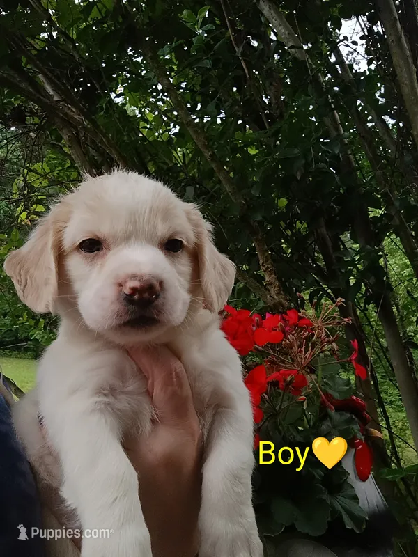 Oliver  – Labrador Retriever, English Cream Golden Retriever puppy for sale in Gray, TN