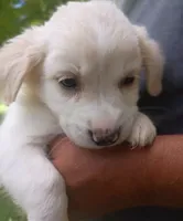 Owen, a male Labrador Retriever and English Cream Golden Retriever for sale in Gray, TN – 2 of 8
