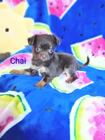 Chai, a male Chihuahua for sale in Gray, TN – 4 of 8