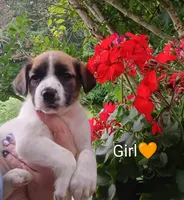 Daisy , a male Bernese Mountain Dog and Labrador Retriever for sale in Gray, TN – 1 of 10