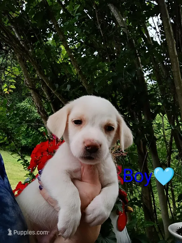 Odie – Bernese Mountain Dog, Labrador Retriever puppy for sale in Gray, TN