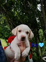 Odie, a male Bernese Mountain Dog and Labrador Retriever for sale in Gray, TN – 1 of 8