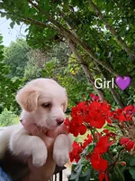 Calliope , a female Bernese Mountain Dog and Labrador Retriever for sale in Gray, TN – 4 of 8