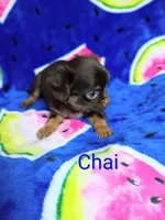 Chai, a male Chihuahua for sale in Gray, TN – 2 of 8