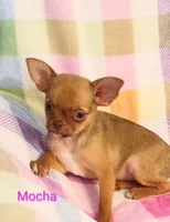 Mocha AKC, a female Chihuahua for sale in Gray, TN – 3 of 9