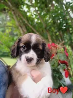 Oakley , a male Bernese Mountain Dog and Labrador Retriever for sale in Gray, TN – 4 of 10