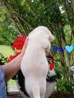 Odie, a male Bernese Mountain Dog and Labrador Retriever for sale in Gray, TN – 5 of 8