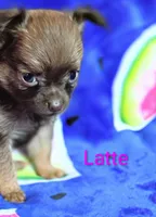 Latte 3.5lb, a female Chihuahua for sale in Gray, TN – 3 of 8