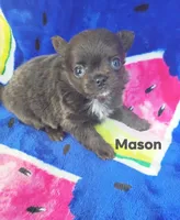Mason , a male Chihuahua for sale in Gray, TN – 6 of 8