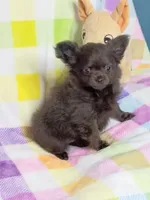 Magnolia AKC 3.5lbs, a female Chihuahua for sale in Gray, TN – 4 of 8
