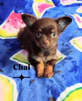 Chai AKC, a male Chihuahua for sale in Gray, TN – 9 of 9