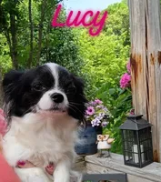 Oakley , a male Chihuahua for sale in Gray, TN – 9 of 10