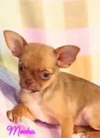 Mocha AKC, a female Chihuahua for sale in Gray, TN – 7 of 9