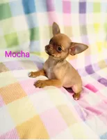 Mocha AKC, a female Chihuahua for sale in Gray, TN – 5 of 9