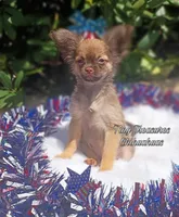 Teddy, a male Chihuahua for sale in Gray, TN – Photo 2 of 6