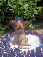 Teddy, a male Chihuahua for sale in Gray, TN – Photo 5 of 6