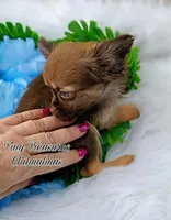 Teddy, a male Chihuahua for sale in Gray, TN – Photo 6 of 6