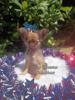 Teddy, a male Chihuahua for sale in Gray, TN – Photo 3 of 6