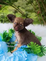 Teddy, a male Chihuahua for sale in Gray, TN – Photo 4 of 6