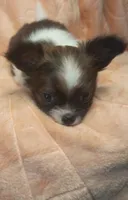 Oakley , a male Chihuahua for sale in Gray, TN – Photo 8 of 10