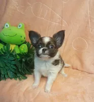 Oakley , a male Chihuahua for sale in Gray, TN – Photo 2 of 10