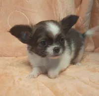 Oakley , a male Chihuahua for sale in Gray, TN – Photo 9 of 10