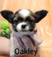 Oakley , a male Chihuahua for sale in Gray, TN – Photo 1 of 10