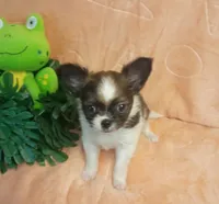 Oakley , a male Chihuahua for sale in Gray, TN – Photo 3 of 10