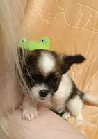 Oakley , a male Chihuahua for sale in Gray, TN – Photo 7 of 10