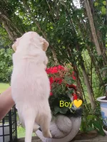 Oliver , a male Labrador Retriever and English Cream Golden Retriever for sale in Gray, TN – 6 of 7