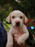 Odie , a male Labrador Retriever and English Cream Golden Retriever for sale in Gray, TN – 2 of 7