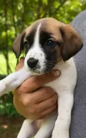 Daisy , a female Bernese Mountain Dog and Labrador Retriever for sale in Gray, TN – 4 of 9