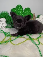 Calliope , a female Chihuahua for sale in Gray, TN – Photo 2 of 8