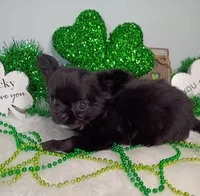 Calliope , a female Chihuahua for sale in Gray, TN – Photo 8 of 8