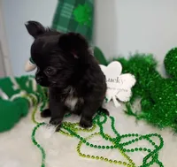 Calliope , a female Chihuahua for sale in Gray, TN – Photo 3 of 8