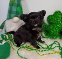 Calliope , a female Chihuahua for sale in Gray, TN – Photo 7 of 8