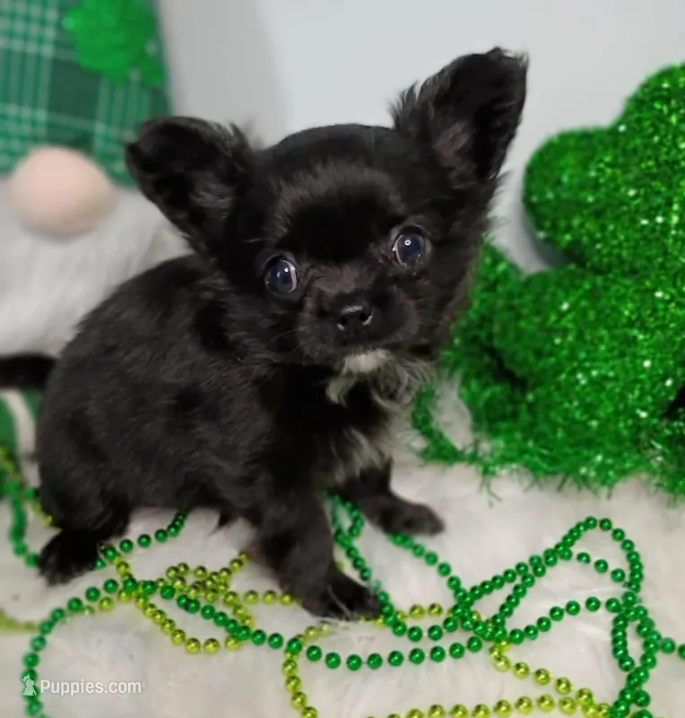 Calliope , a female Chihuahua for sale in Gray, TN – Photo 1 of 8